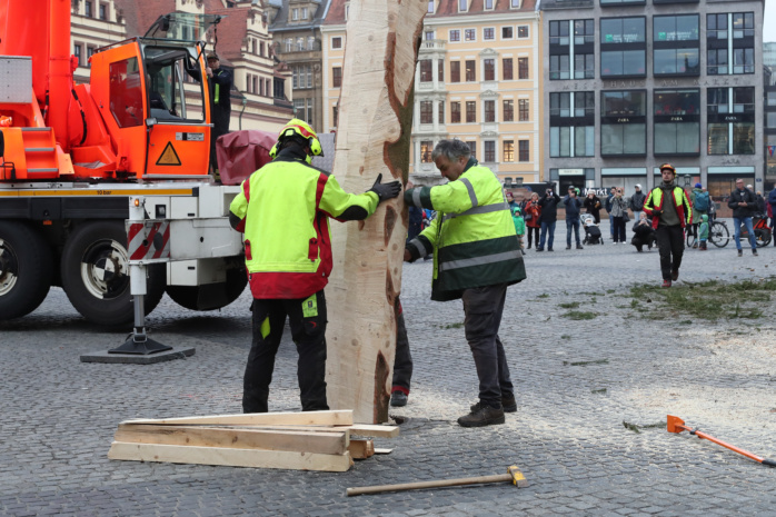 Aufstellen des Weihnachtsbaumes auf dem Leipziger Marktplatz am 07.11.2024. Foto: Jan Kaefer