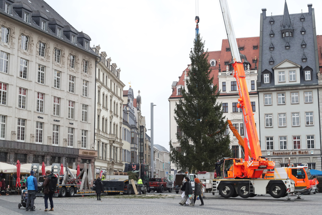 Aufstellen des Weihnachtsbaumes auf dem Leipziger Marktplatz am 07.11.2024. Foto: Jan Kaefer