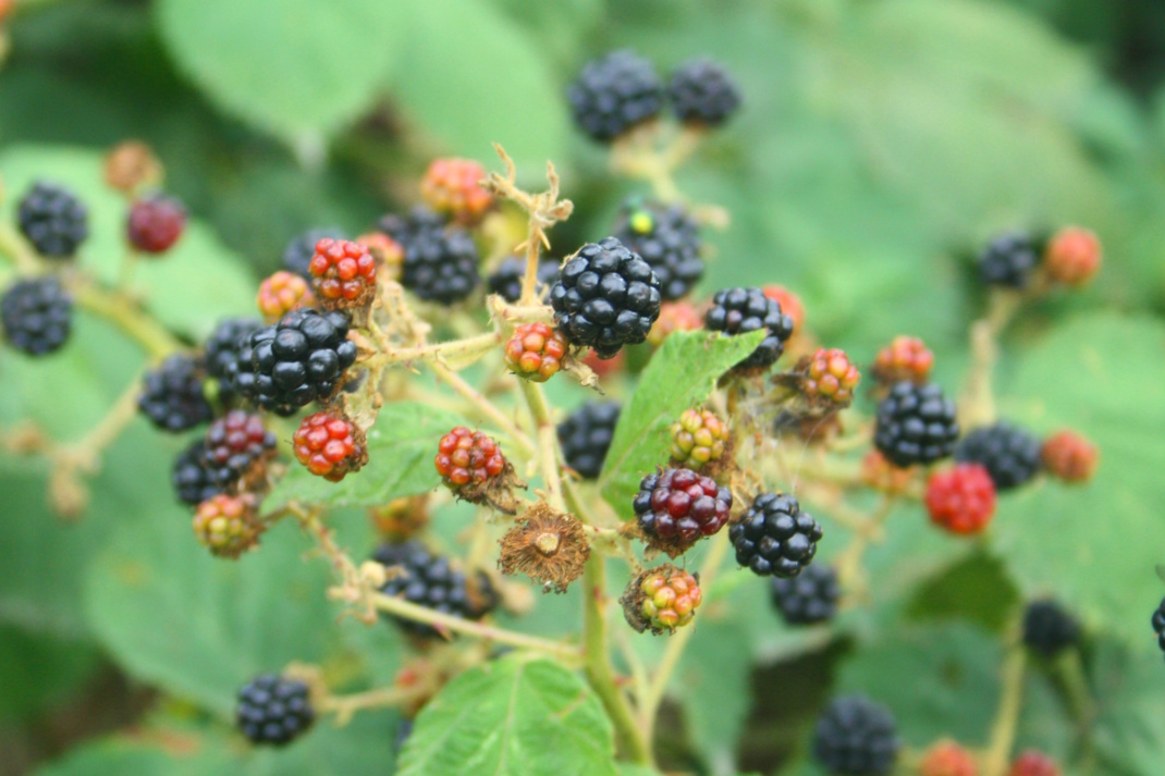 So sehen sie tatsächlich aus: Brombeeren. Foto: Ralf Julke