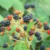 So sehen sie tatsächlich aus: Brombeeren. Foto: Ralf Julke