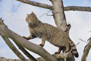 Wildkatze auf dem Ast eines Baumes.