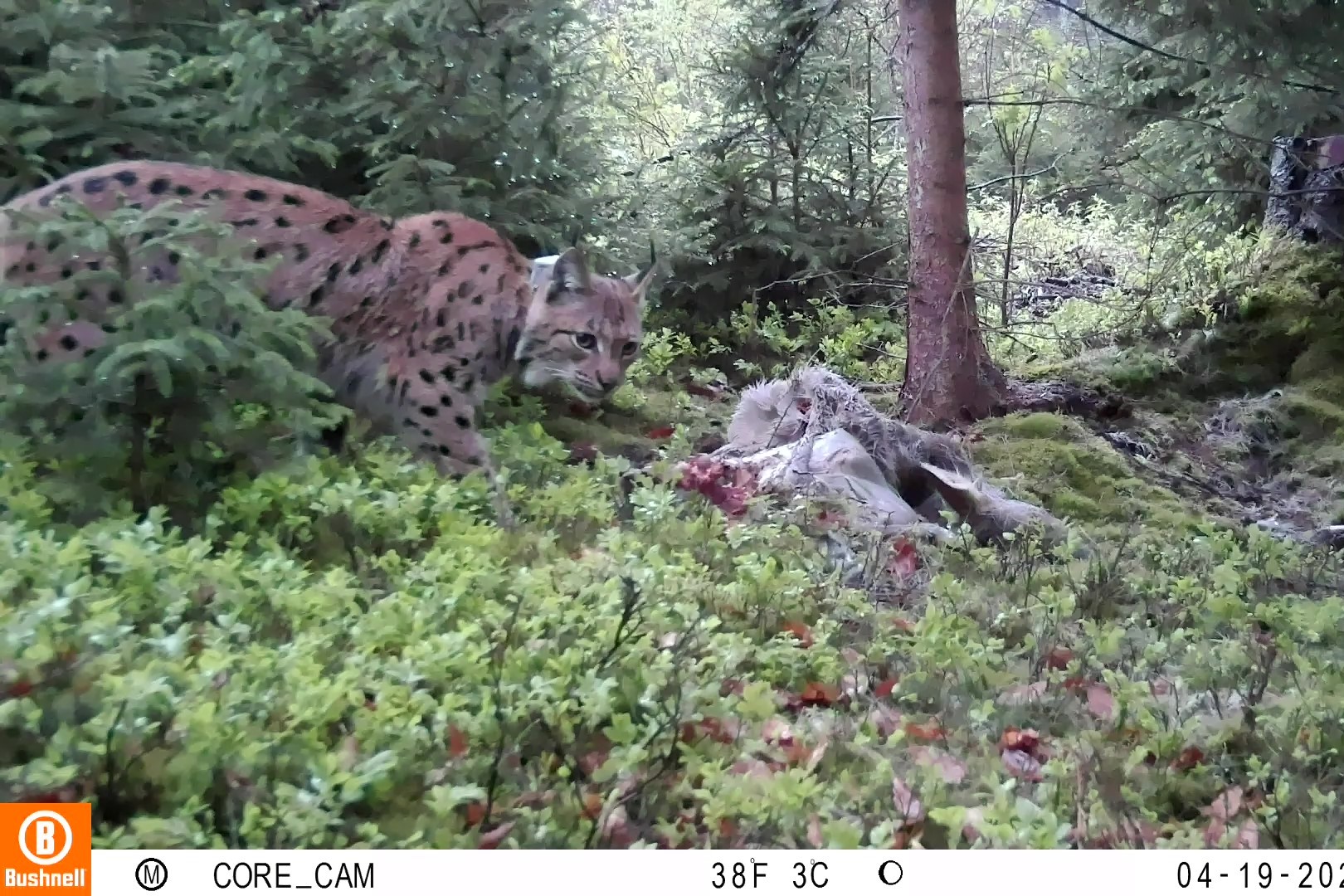 Luchs-soll-f-r-Gesundheitscheck-gefangen-werden-Luchsweibchen-Alva-mit-Leuk-mievirus-FeLV-infiziert