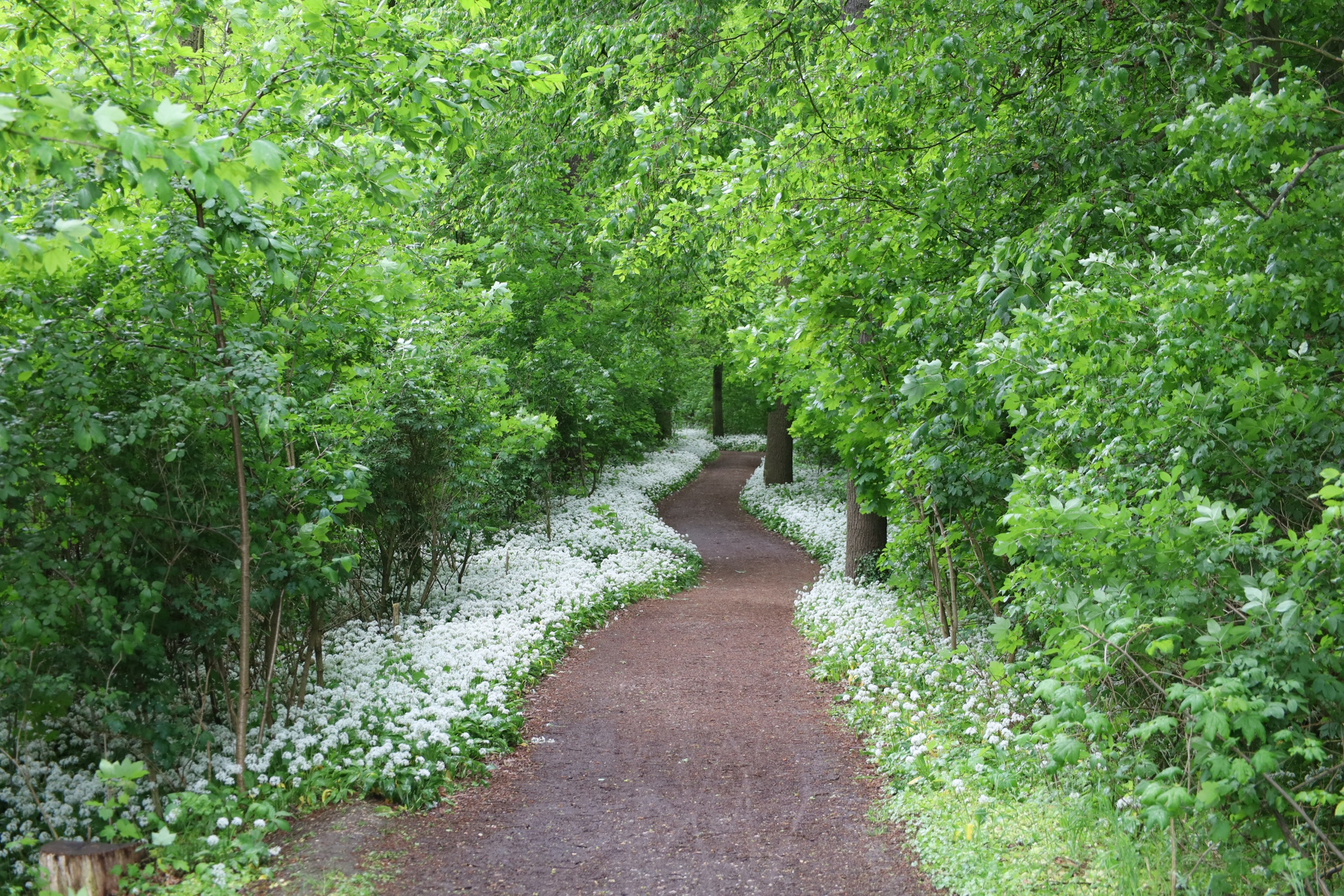 Bärlauchblüte im Auwald. Foto: Ralf Julke