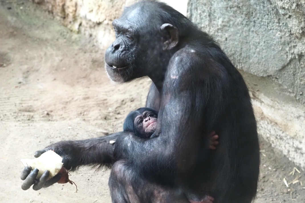 Schimpansenweibchen Kisha mit ihrer Tochter geboren am 31.12.2024. Foto: Zoo Leipzig