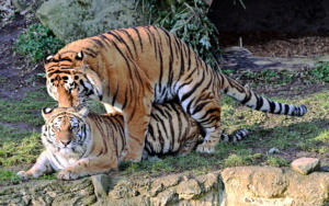 Tiger im Zoo.