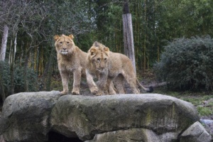 Löwenbrüder Bahati und Amaru (re) @ Zoo Leipzig