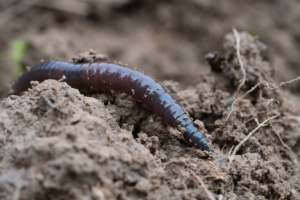 Regenwurm, Nahaufnahme.