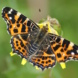 Schmetterling auf Blüte, Nahaufnahme.